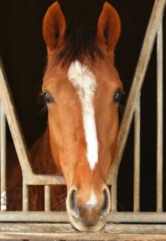 Sporting Hunter Februar 2019  Foto: www.rennstall-woehler.de