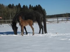 Irresistable (Monsun) mit ihrem Erstling, ein Stutfohlen von Rock of Gibraltar, das am 09.02.2015 zur Welt kam. Foto: privat