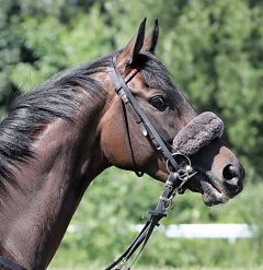 Taraja im Portrait am 7.7.2018 in Hamburg - Foto: Dr. Jens Fuchs