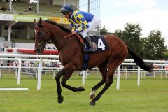 Tatar mit Alexander Weis beim Aufgalopp 2014 in Hamburg. www.galoppfoto.de - Frank Sorge