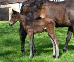  Ein Tertullian-Stutfohlen aus der Inez:  Das Fohlen ist eine Dreiviertel Schwester zum klassischen Sieger und ehemaligen Schlenderhaner Irian, hier im Haras de Rabodanges in Frankreich. Foto: Markus Münch