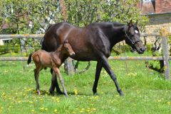  Ein Tertullian-Stutfohlen aus der Inez:  Das Fohlen ist eine Dreiviertel Schwester zum klassischen Sieger und ehemaligen Schlenderhaner Irian, hier im Haras de Rabodanges in Frankreich. Foto: Markus Münch