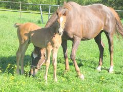 am 04.04.2014 geb.F. H. Tiger Prinz mit Mama Lady Lualain aus dem 1. Jahrgang von Tranquil Tiger. Foto privat