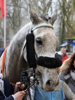 Der Seriensieger Town Charter nach seinem Sieg am 29.12.2019 in Dortmund- Foto: Dr- Jens Fuchs