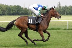 Trocadia mit Andreas Helfenbein beim Aufgalopp in Dresden. www.galoppfoto.de - Frank Sorge