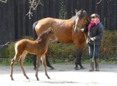 Mit der stolzen Mama ... Stutfohlen von Areion aus der Universe. Foto: Wilhelm Jackson