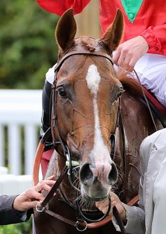 Waldgeist nach seinem Sieg im Prix Foy am 16.9.2018 in Longchamp - Foto: Dr. Jens Fuchs