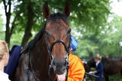 Ein freundliches Gesicht für den Fotografen: Wild Chief nach dem Grand Prix-Sieg. Foto: Dr. Jens Fuchs