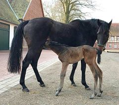 Stutfohlen 2018 v. Golden Horn - Winnemark v. Lando - Foto: privat