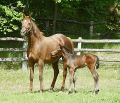 Stutfohlen 2024 v. Sea The Moon - Wonderful Filly v. Lomitas - Foto: privat