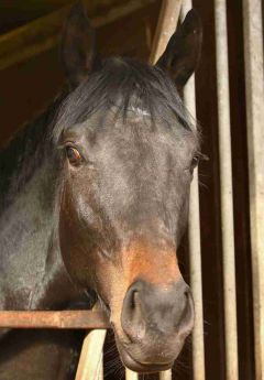 Zafar Februar 2017  Foto: www.Rennstall-Woehler.de