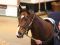 215.000 gns für Overdose-Bruder bei der Tattersalls-Auktion. Foto: www.tattersalls.com