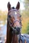  Lion's Head im Portrait am 29.10.23 in Hoppegarten. ©galoppfoto - Sabine Brose