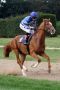 Floresco mit Alexander Pietsch beim Aufgalopp in Köln. www.galoppfoto.de - Sebastian Höger