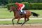 Not Expected mit Andreas Helfenbein beim Aufgalopp im Mai 2013 in Köln. www.galoppfoto.de - Sandra Scherning