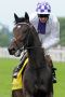 Trading Leather beim Aufgalopp in Ascot 2013 mit Kevin Manning. www.galoppfoto.de - Frank Sorge