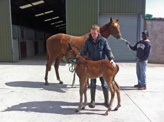 Ross als Fohlen: Ronja mit ihrem Erstling von Acclamation 2012. Das Hengstfohlen - Premiere auch für die Züchter vom Stall Domstadt - kam in Irland zur Welt. Foto: privat