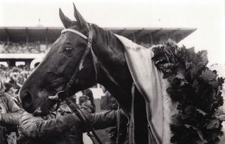 Derbysieger Königsstuhl 1979. Foto: Archiv Gestüt Zoppenbroich