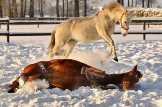 Mit Simonas ging auch Schnee Januar 2021