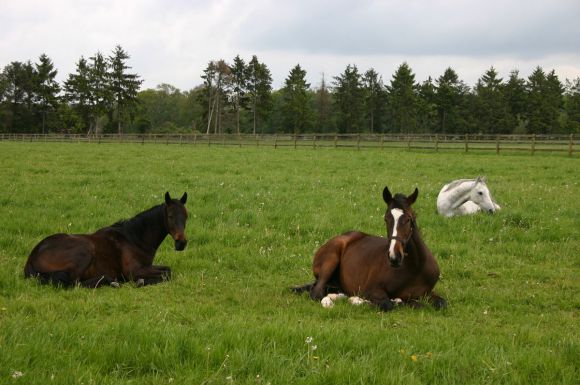 2010-05 Siesta auf Ravensberg