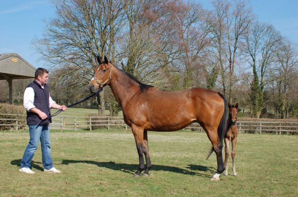 Musste im Alter von 26 Jahren wegen einer Kolik eingeschläfert werden: Die Wunderstute Lochsong mit Nachwuchs im Littleton Stud. Foto: John-James Clark