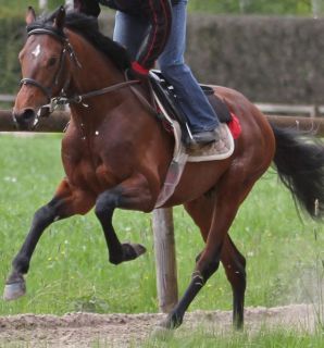 Hat eine Derby-Nennung und debütiert in Bremen: WH Sport Internationals Saint and Sinner aus dem Wöhler-Quartier. www.rennstall-woehler.de - Susanne Wöhler