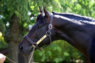 Die Wahl fiel auf Le Havre. Foto Haras de la Cauvinière