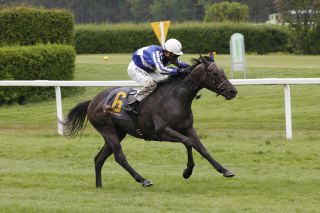 Shining Emerald -  Foto: turfstock.com