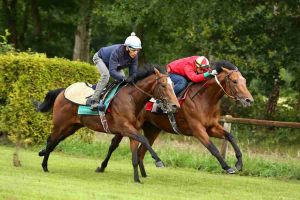 Waldpfad und Empire of the Star 2017-06