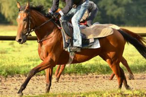 Wiesenlerche 2016-08